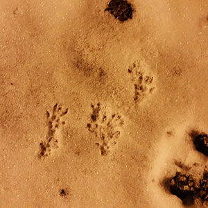 Squirrel tracks
