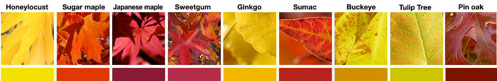 Fall Leaf Coloring Activity