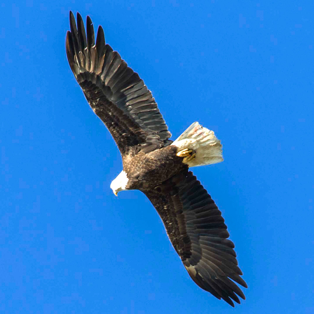 Bald Eagle