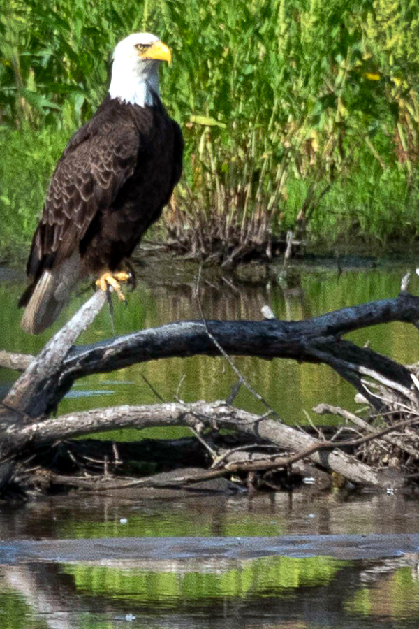 Bald Eagle