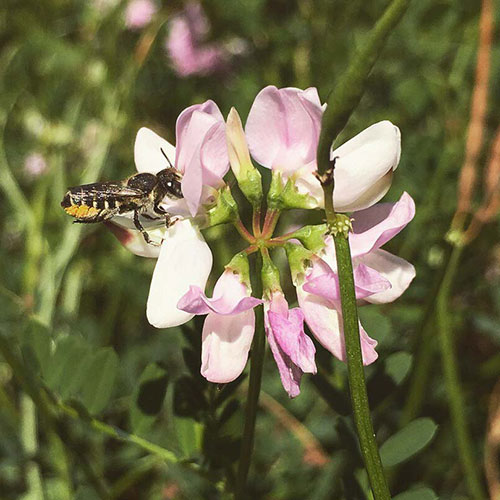 Megachilid (leaf cutter) bee