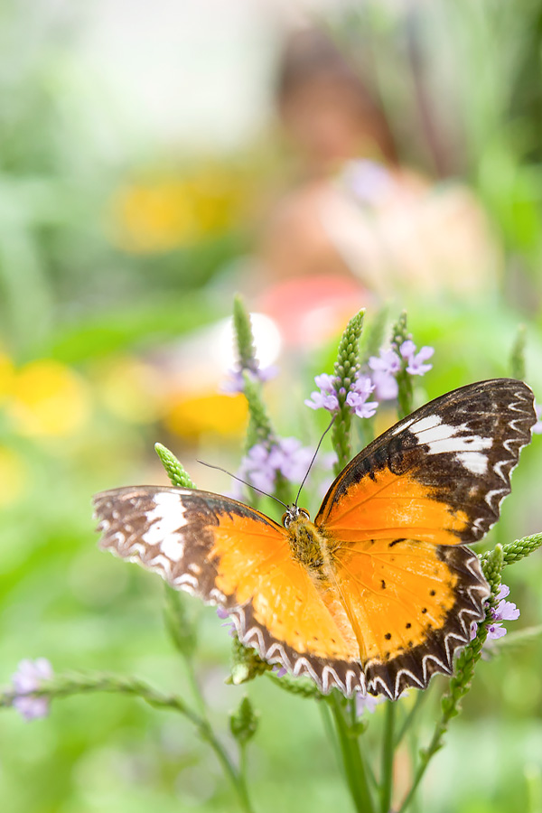 Butterflies & Blooms