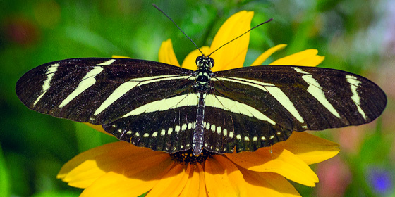 Zebra Longwing