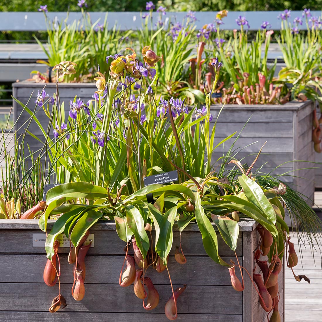 mini bog containers