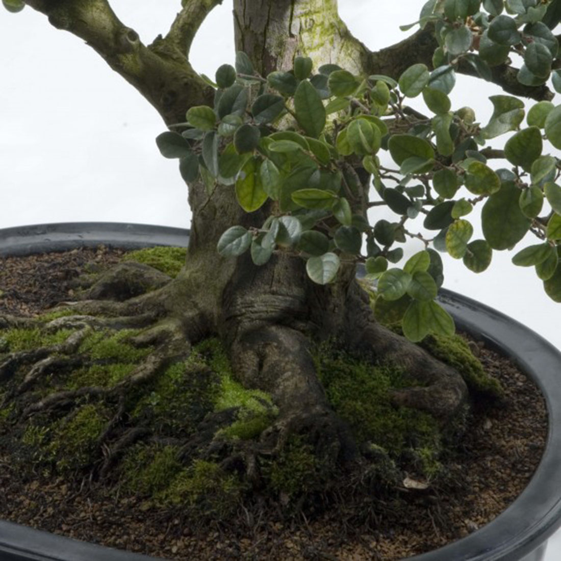 The Gift of Bonsai | Chicago Botanic Garden