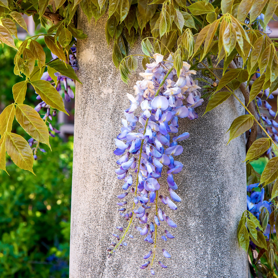Wisteria in the English Walled Garden
