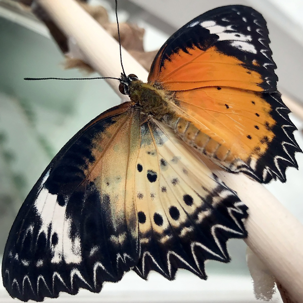 Topside of the gynandromorphic leopard lacewing