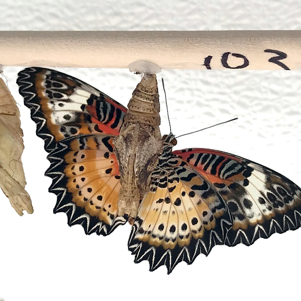 Underside of the gynandromorphic leopard lacewing