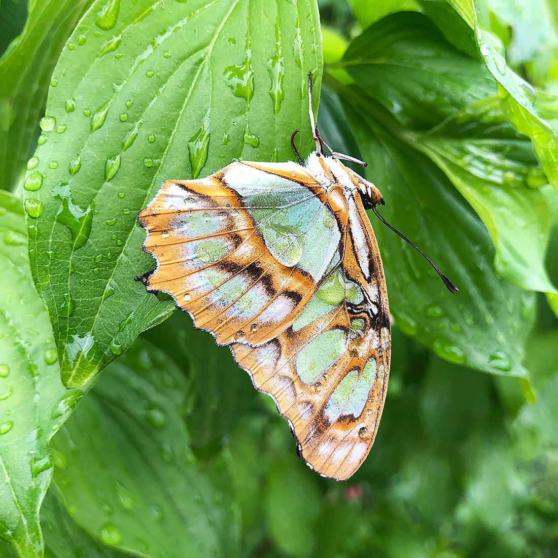 Malachite (Siproeta stelenes)