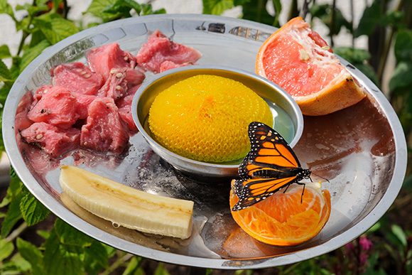 PHOTO: monarch butterfly on fruit tray.