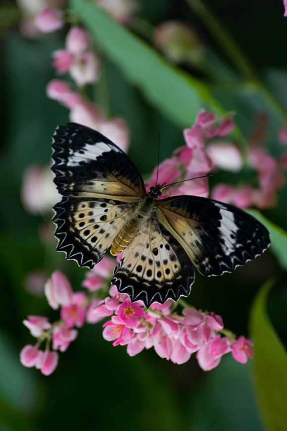 Female leopard lacewing (Cethosia cyane)