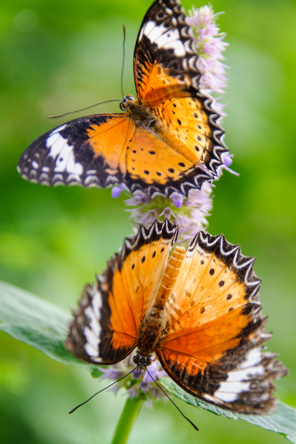 Male leopard lacewing (Cethosia cyane)