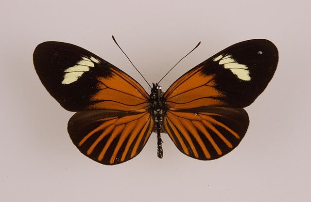 Heliconius melpomene aglaope