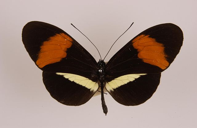 Heliconius melpomene amaryllis