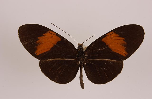 Heliconius melpomene melpomene