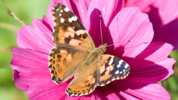 Painted Lady (Vanesa cardui)