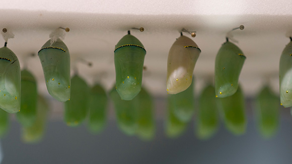 PHOTO: Danaus chrysippus chrysalids