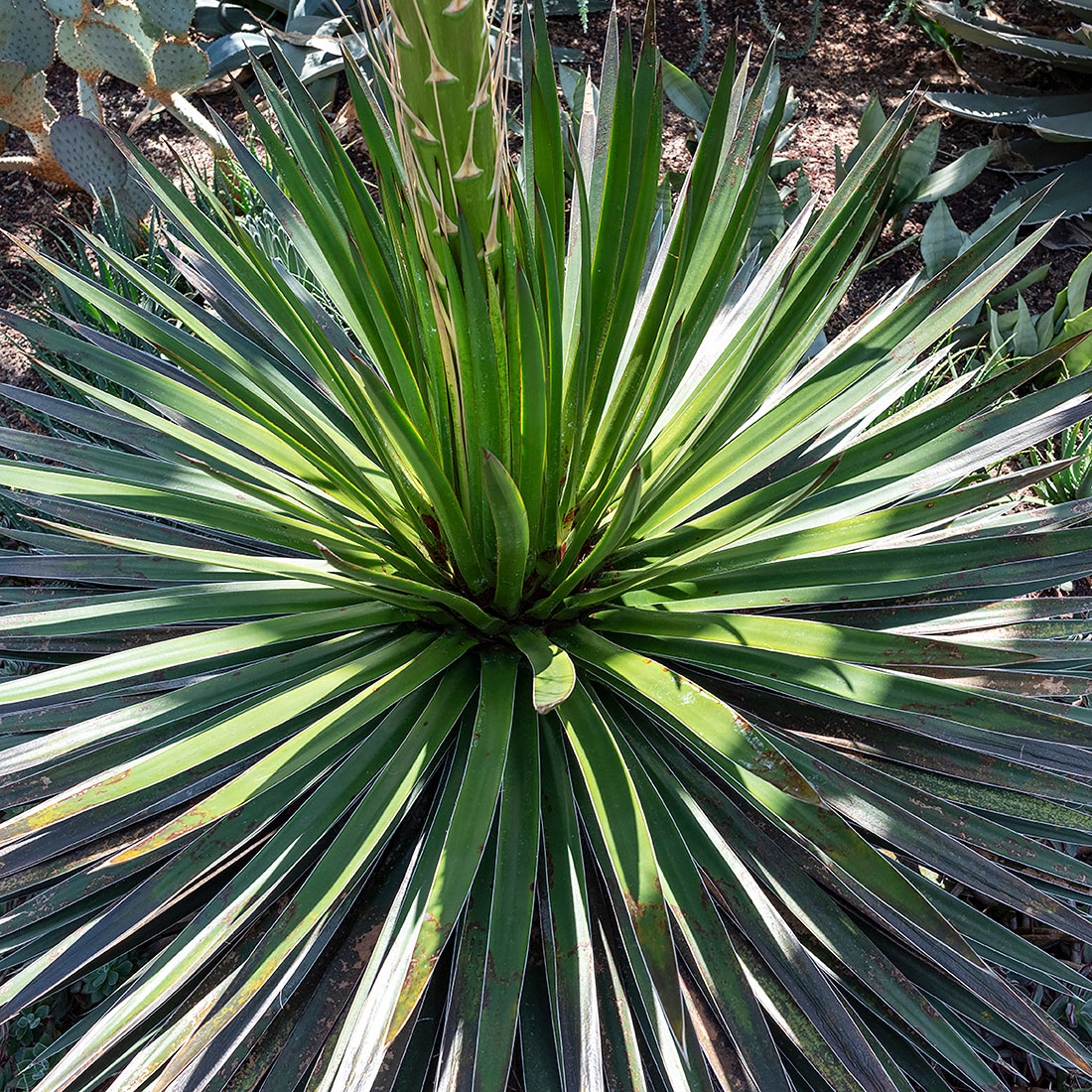 century plant sends out a stalk of blossoms