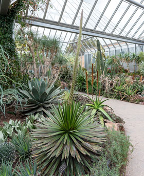 Century plant in the greenhouse