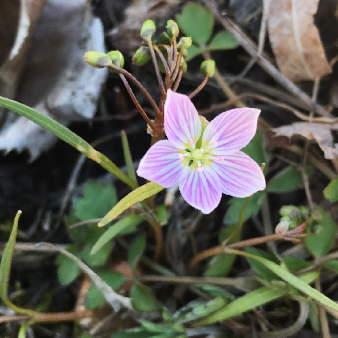 Eastern Spring Beauty (Claytonia virginica) flower