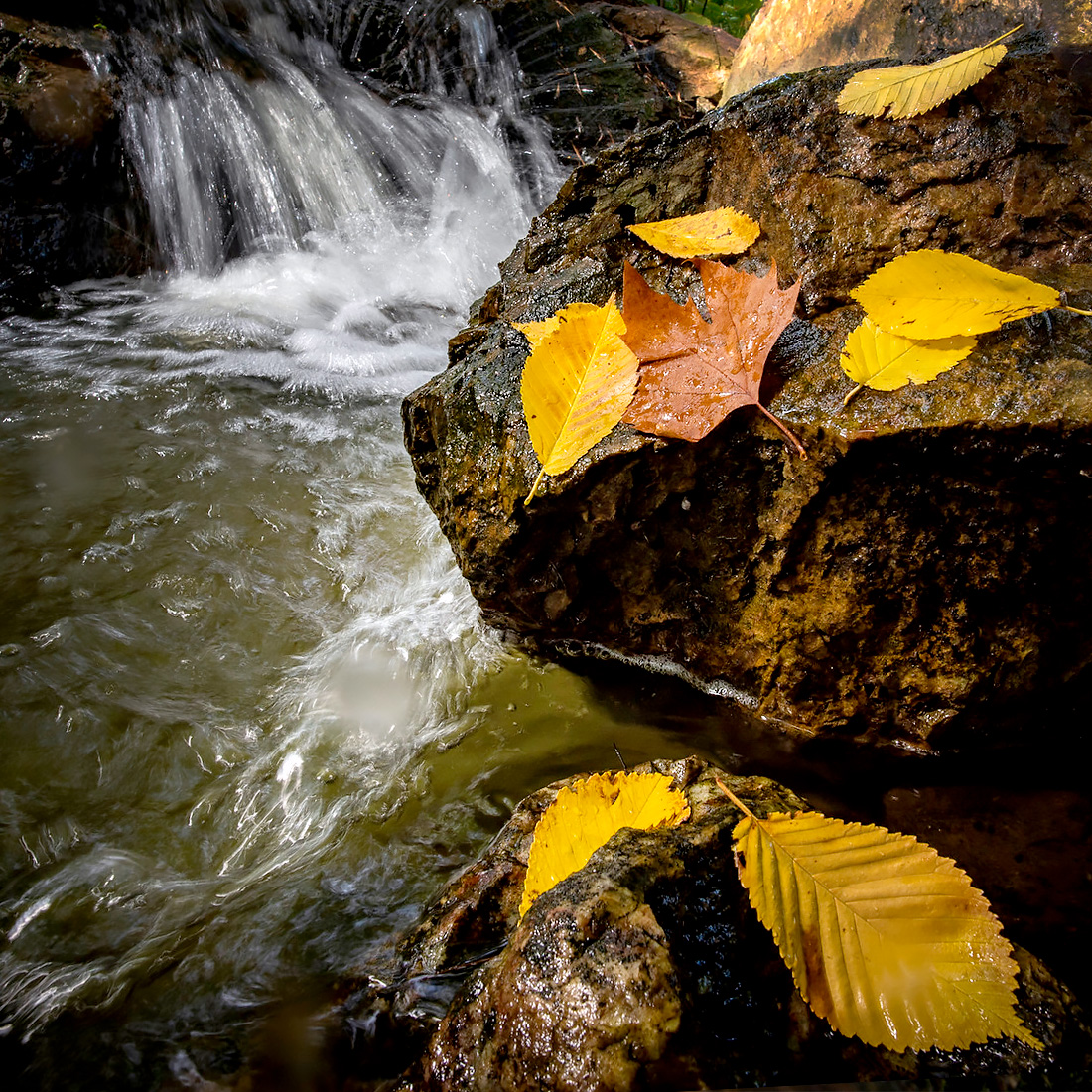 Shades of Fall Color