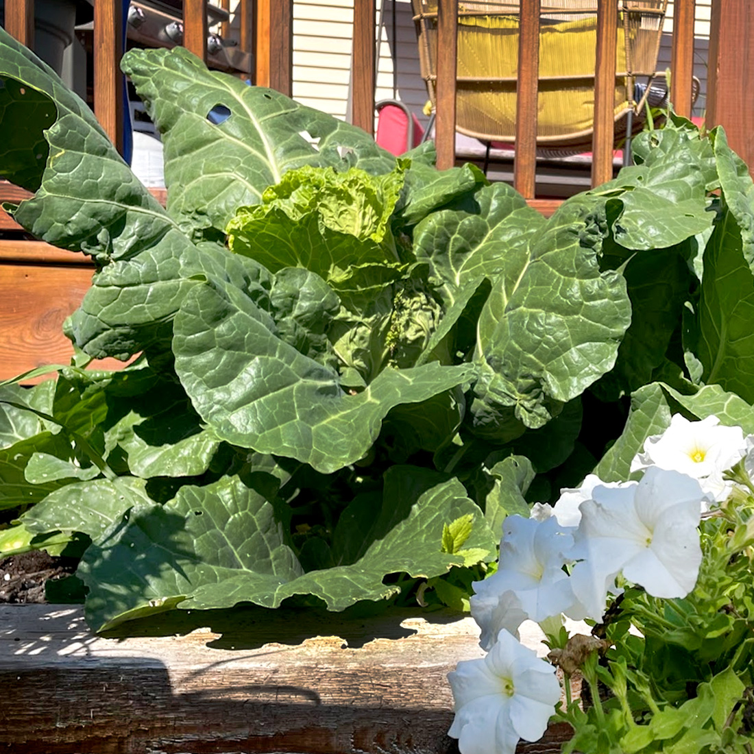 Heirloom Collard Greens: Connecting with with My Roots