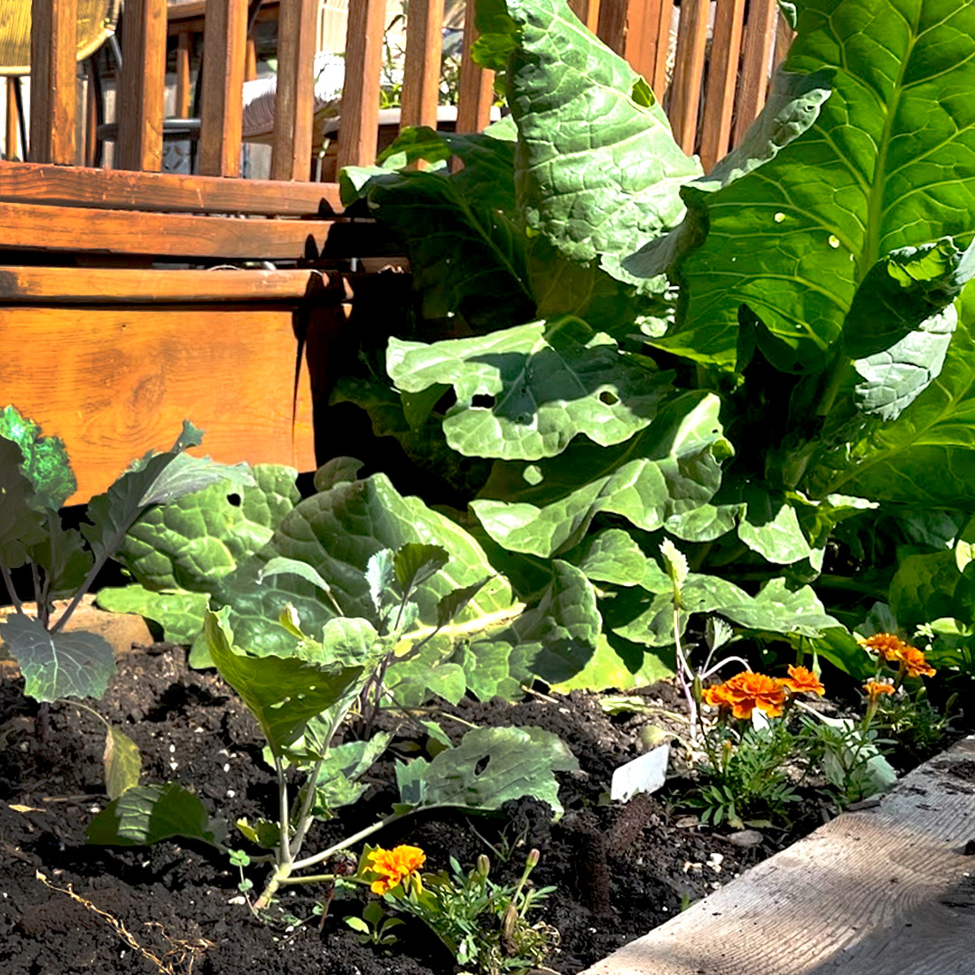 Heirloom Collard Greens: Connecting with with My Roots