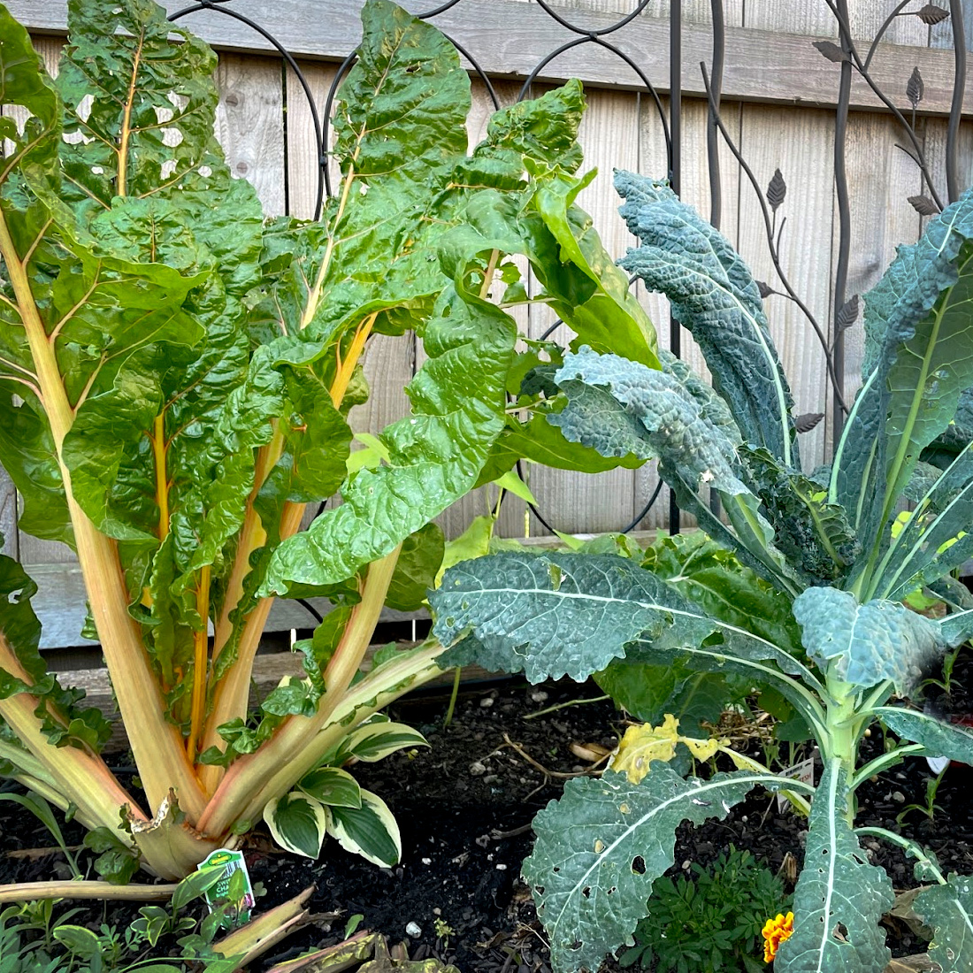 Heirloom Collard Greens: Connecting with with My Roots