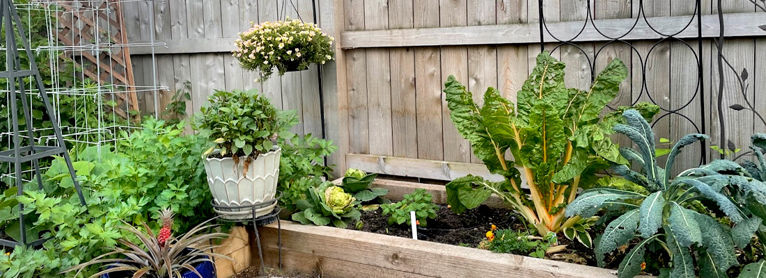 Heirloom Collard Greens: Connecting with with My Roots