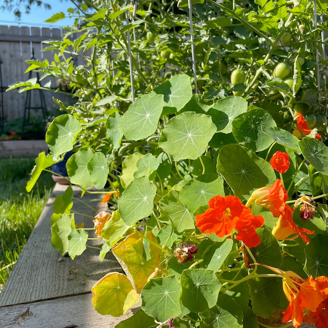 Heirloom Collard Greens: Connecting with with My Roots