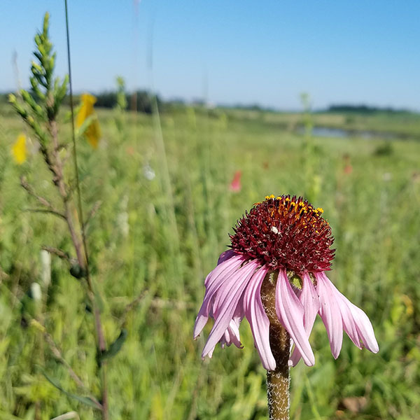 Coneflower Conservation