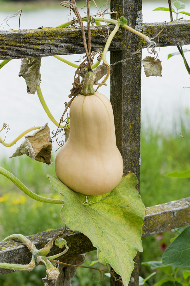 butternut squash