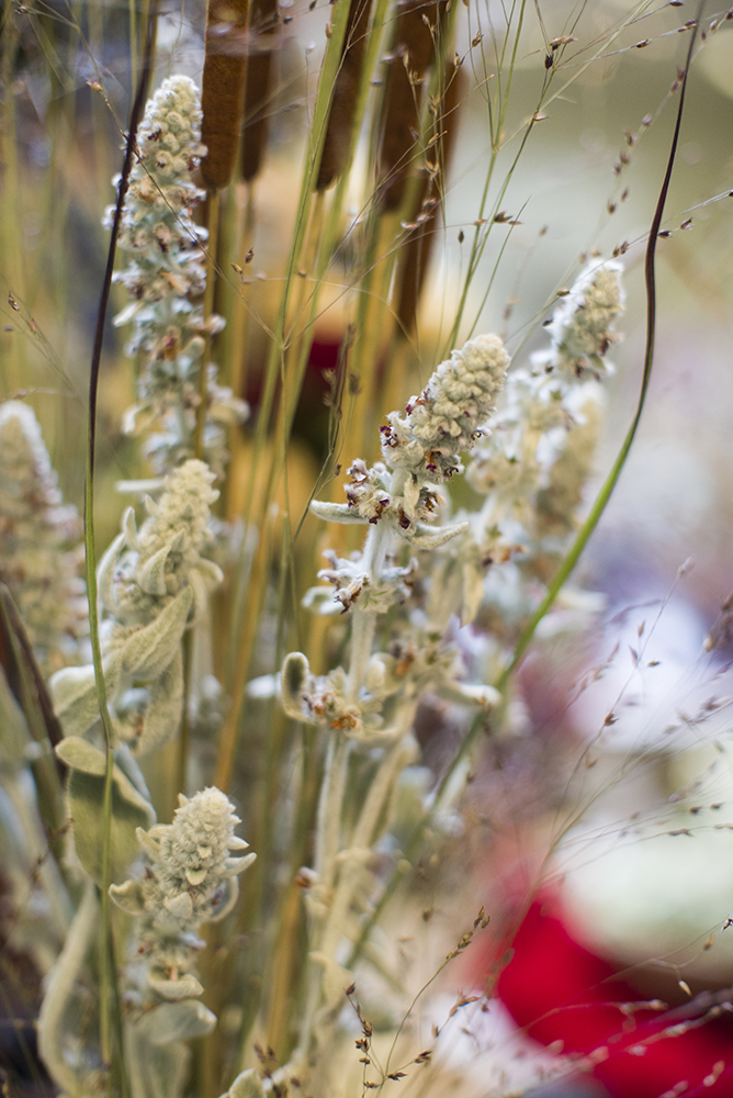 seedheads