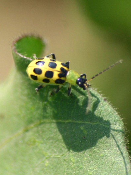 cucumber beetle