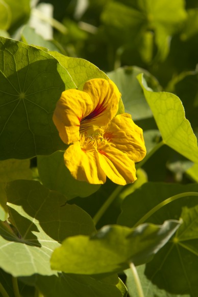 nasturtium