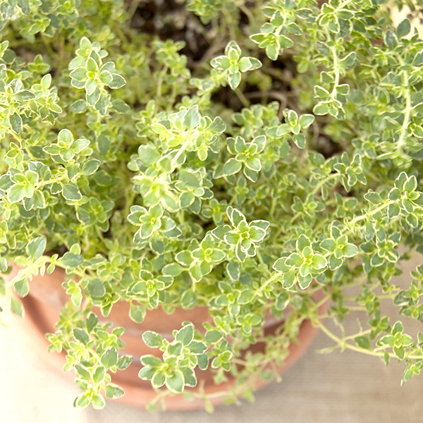 Potted Herbs