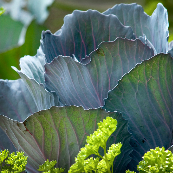 Crop Planning - Seedlings