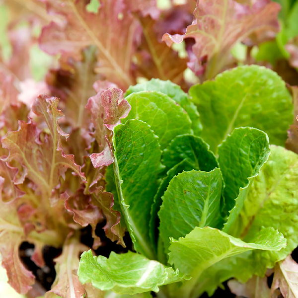 Crop Planning - Seedlings