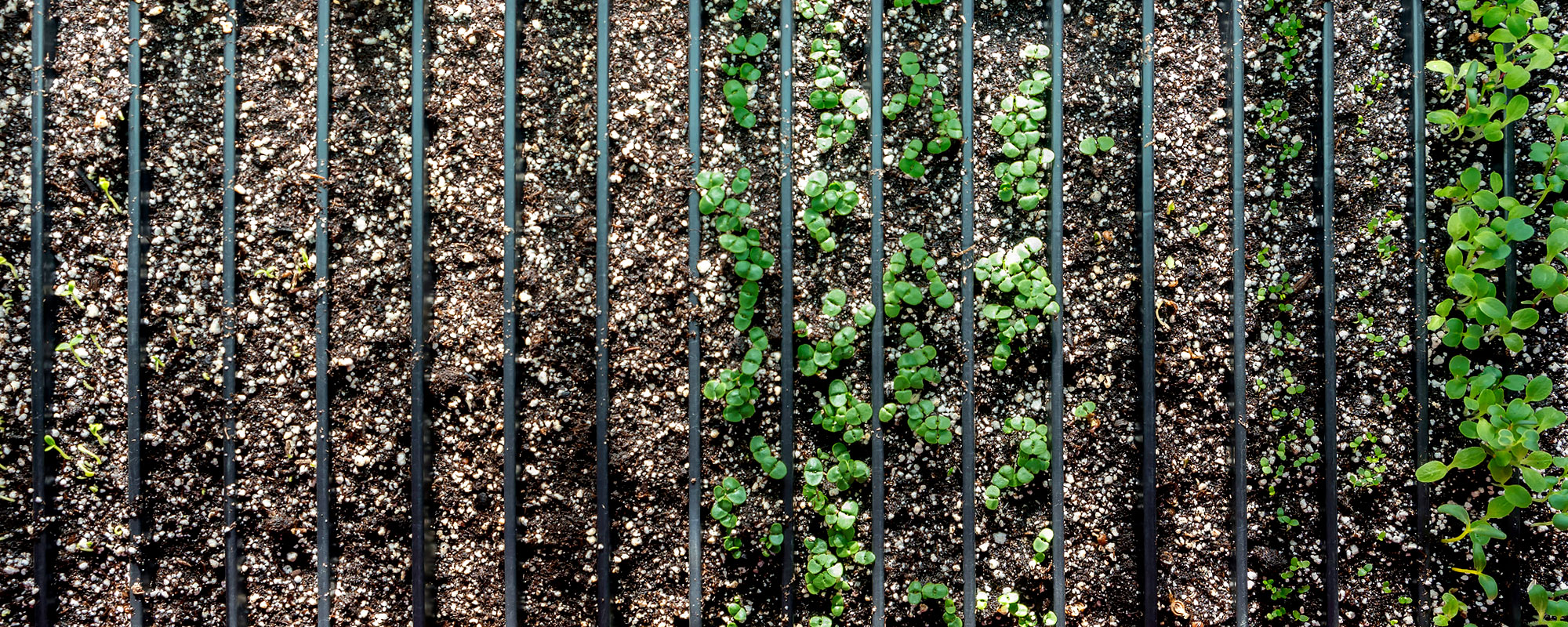 Crop Planning - Seedlings