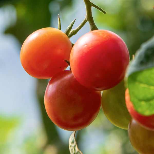 Crop Planning - Seedlings