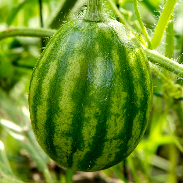 Crop Planning - Seedlings