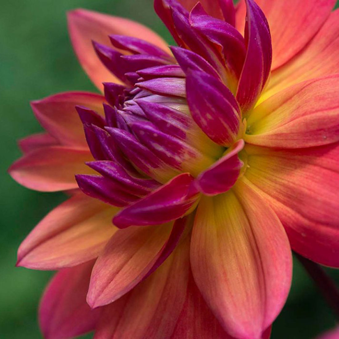 Central States Dahlia Society Sale Chicago Botanic Garden