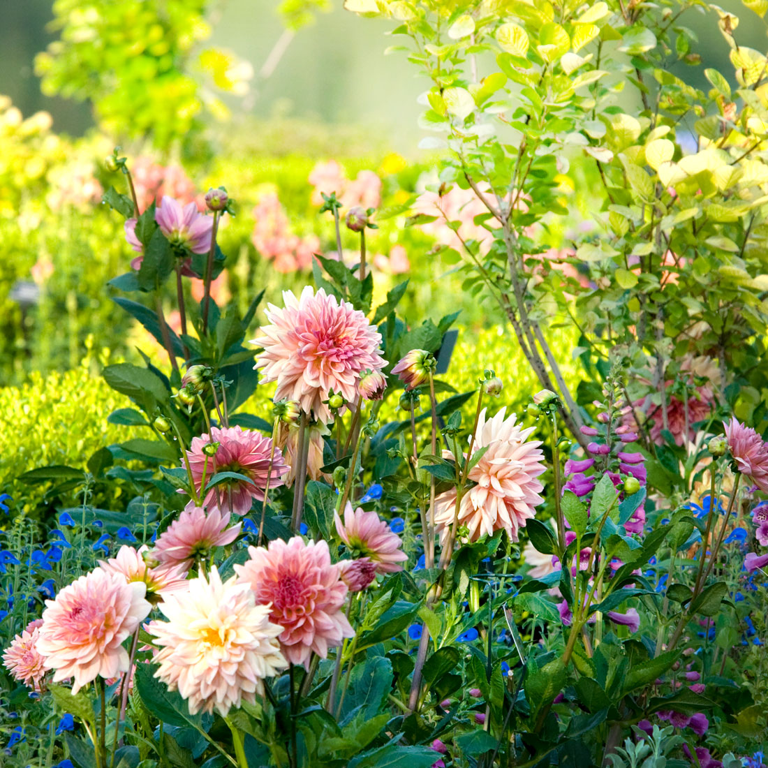 Dahlia at the Garden