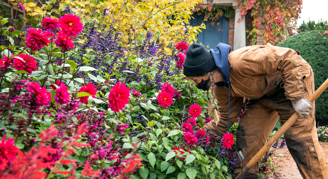 Preparing Dahlias for Storage at the Garden