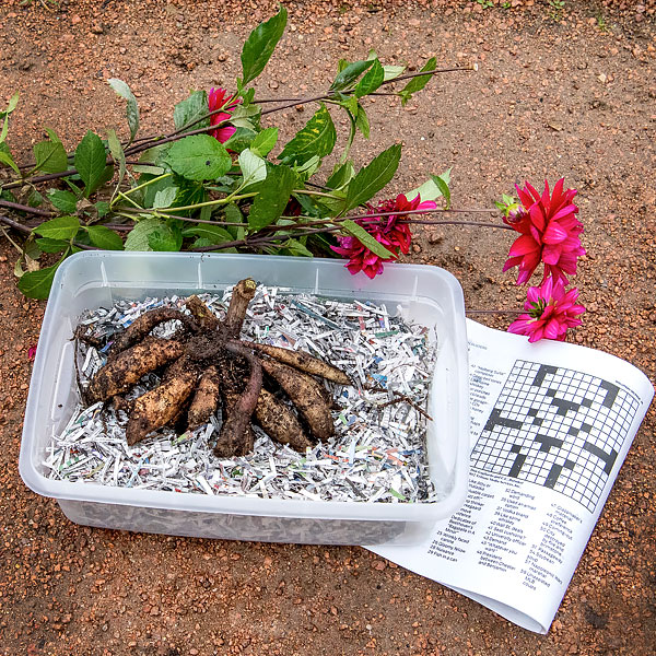 Preparing Dahlias for Storage at the Garden