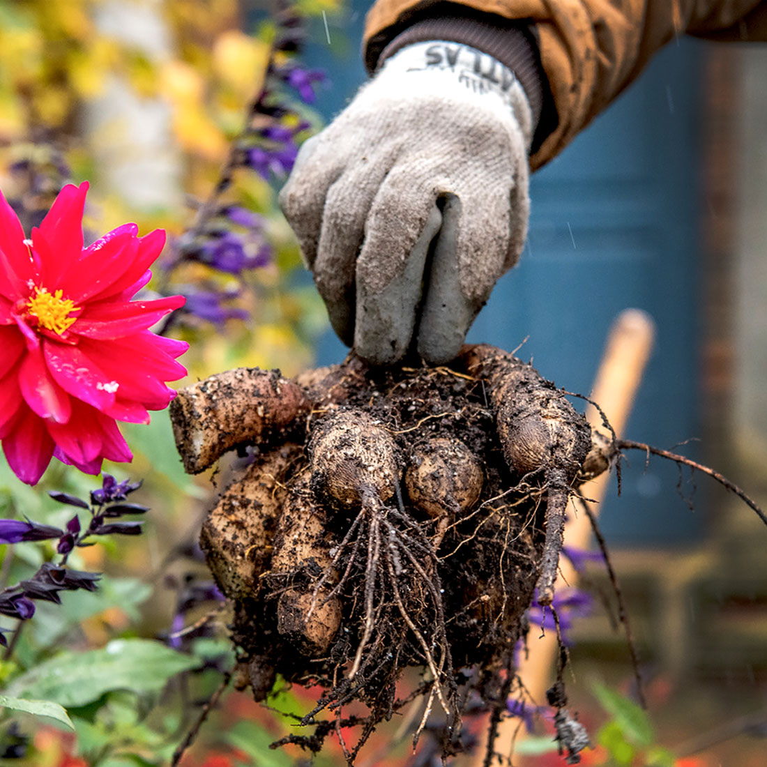 Preparing Dahlias for Storage at the Garden