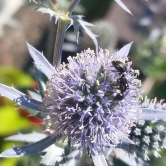 PHOTO: Ant on an eryngo.