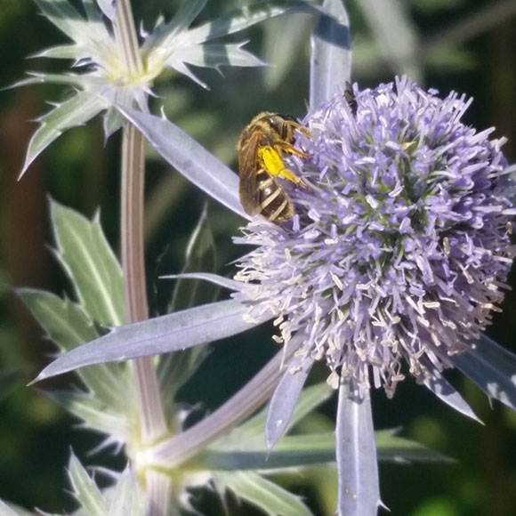 PHOTO: a megachile bee is covered in pollen.