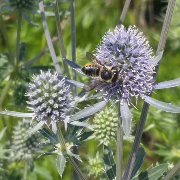 PHOTO: a mason bee on an eryngo flower head. 