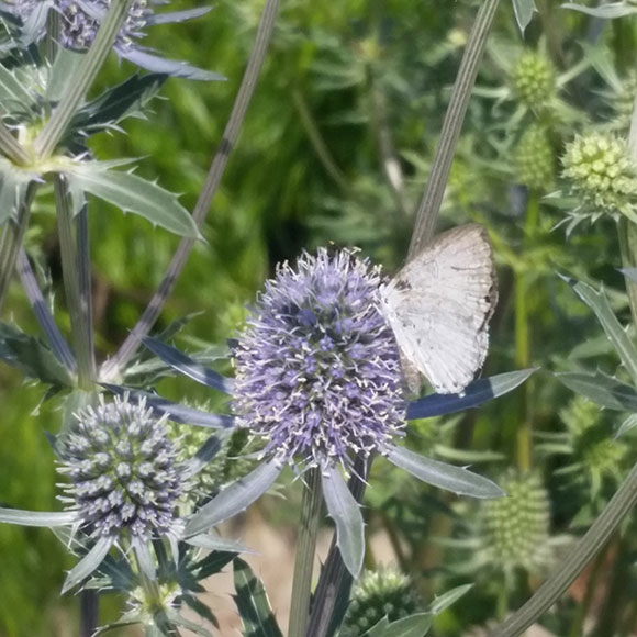 PHOTO: the azure butterfly's wings are smaller than that flower head it is perched upon.